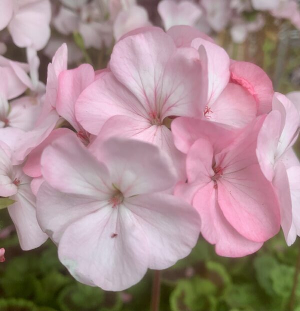 Geranium Appleblossom 6pk