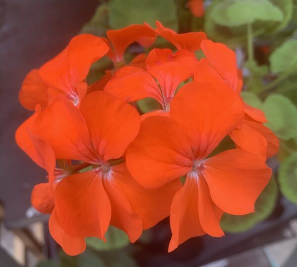 Geranium Orange 6pk