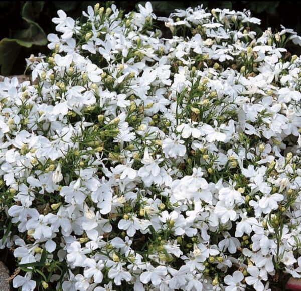 Lobelia Upright White 12pk