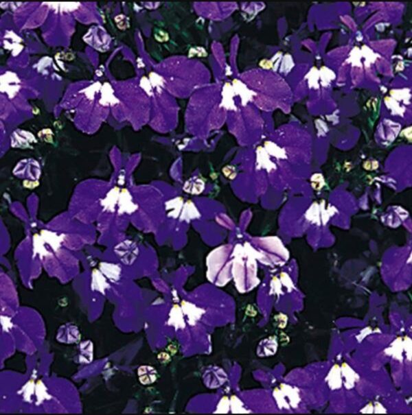 Lobelia Upright Mrs Clibran 12pk