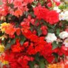 begonia illum mixed