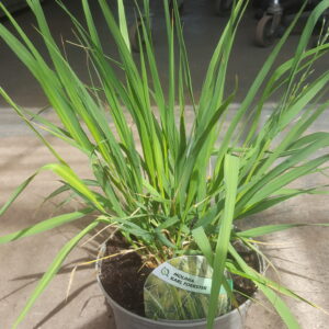 ornamental grass in pot
