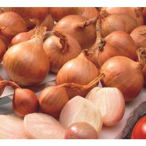  Shallots, 5 Pound, Freshly Harvested, Large to Medium