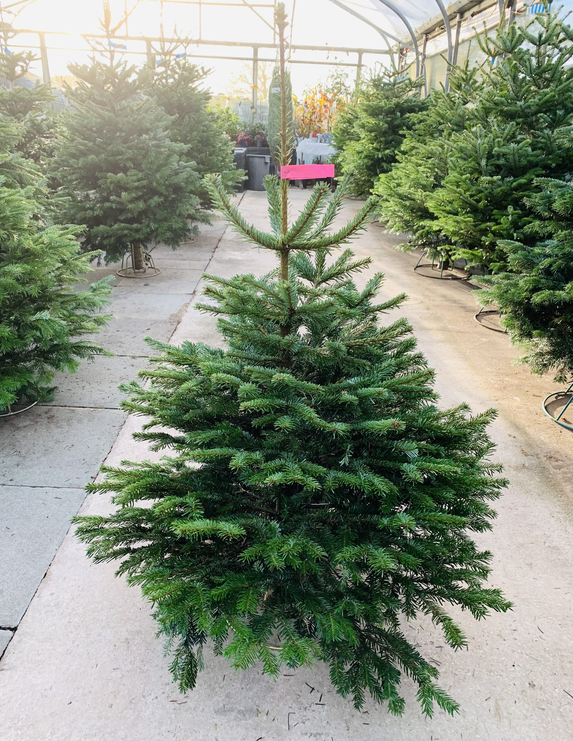 Nordman Fir Christmas tree 3-4ft 2022 – Walkers Nurseries